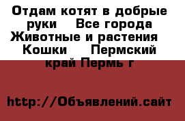 Отдам котят в добрые руки. - Все города Животные и растения » Кошки   . Пермский край,Пермь г.